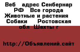 Веб – адрес Сенбернар.РФ - Все города Животные и растения » Собаки   . Ростовская обл.,Шахты г.